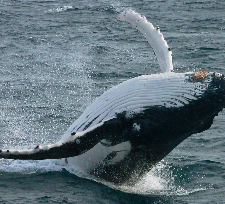 Dunsborough: Whale Watching Tour