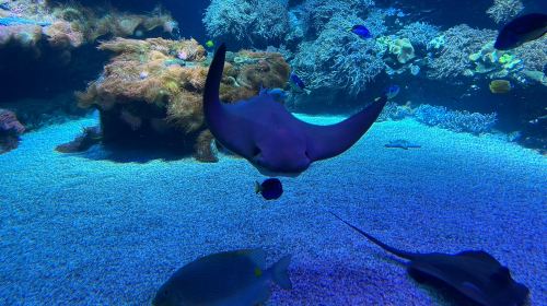 Loebbecke-Museum und Aquazoo