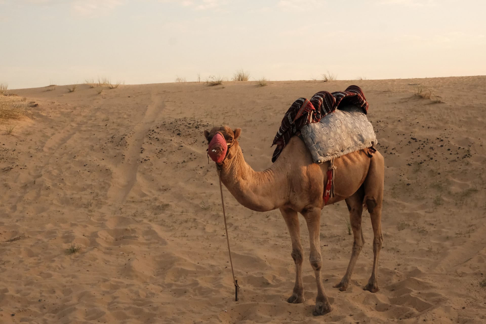 Tour Dubai