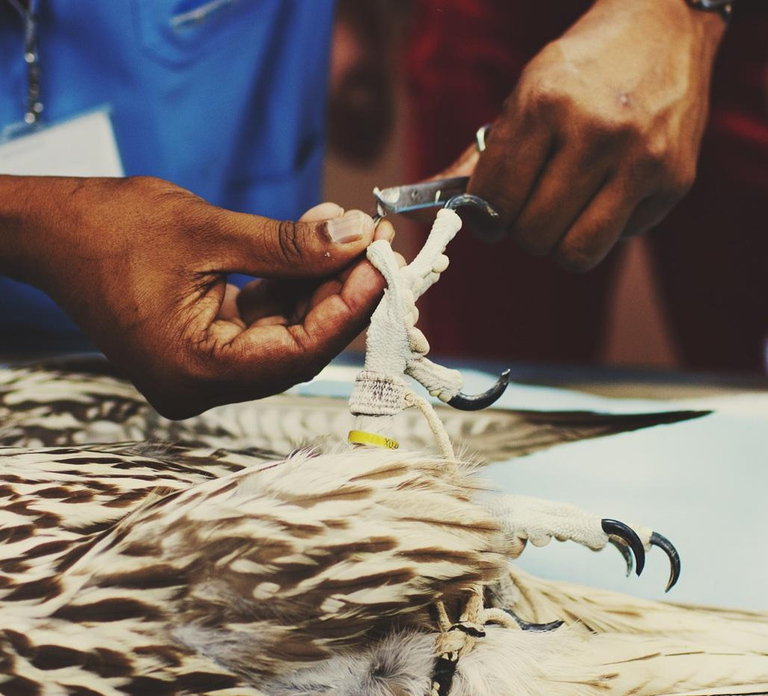 Abu Dhabi: Falcon Hospital Tour with Hotel Pickup & Drop-Off
