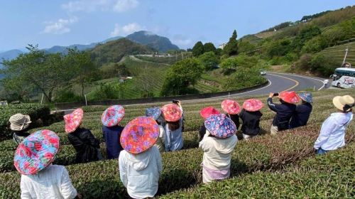 Alishan day tour – Tianchang-Dijiu & Alishan Forest Railway & tea-picking experience