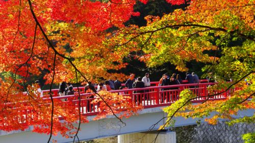 From Nagoya, 2026 Kokkei-san Eihou-ji temple (1000-year-old temple) + Korankei gorge night maple + pink shikizakura Day Tours