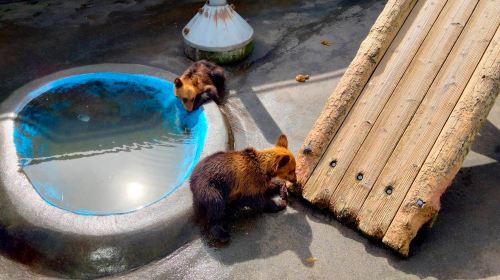 Showa Shinzan Bear Ranch · Showa-shinzan · Shikotsu Toya National Park Silo Observation Deck · Cape Chikyu · Lake Shikotsu 1-day tour Day Tours