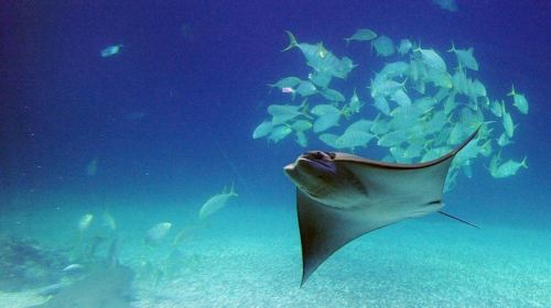 Marine Biology & Aquarium + Eluanbi Park + shared transportation one-day tour[Depart from Kaohsiung] Day Tours