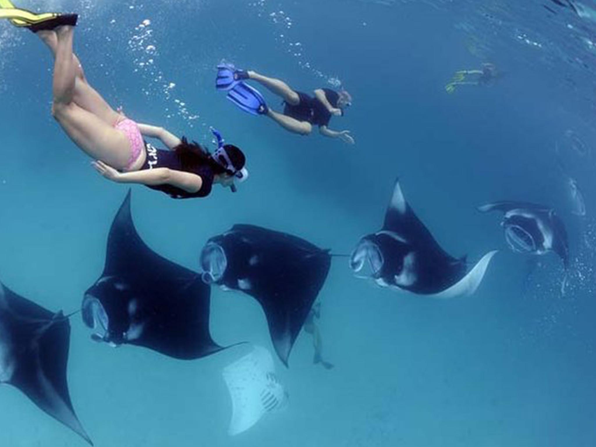 4 Spots Snorkeling Tour With Manta Rays In Nusa Penida - LinkPass