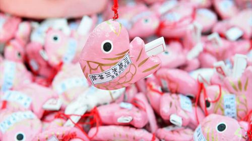 [Mount Fuji limited] Oishi Park x Fuji-Q Highland x Kawagoe Little Edo Day Tours