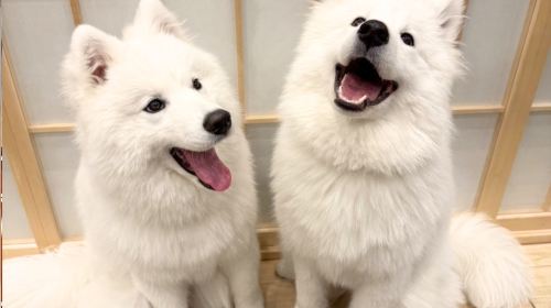 Samoyed in Harajuku: The Fluffiest Spot on Takeshita Street Play Now