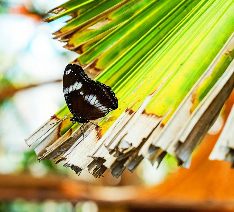 The Butterfly Gardens Entry Ticket