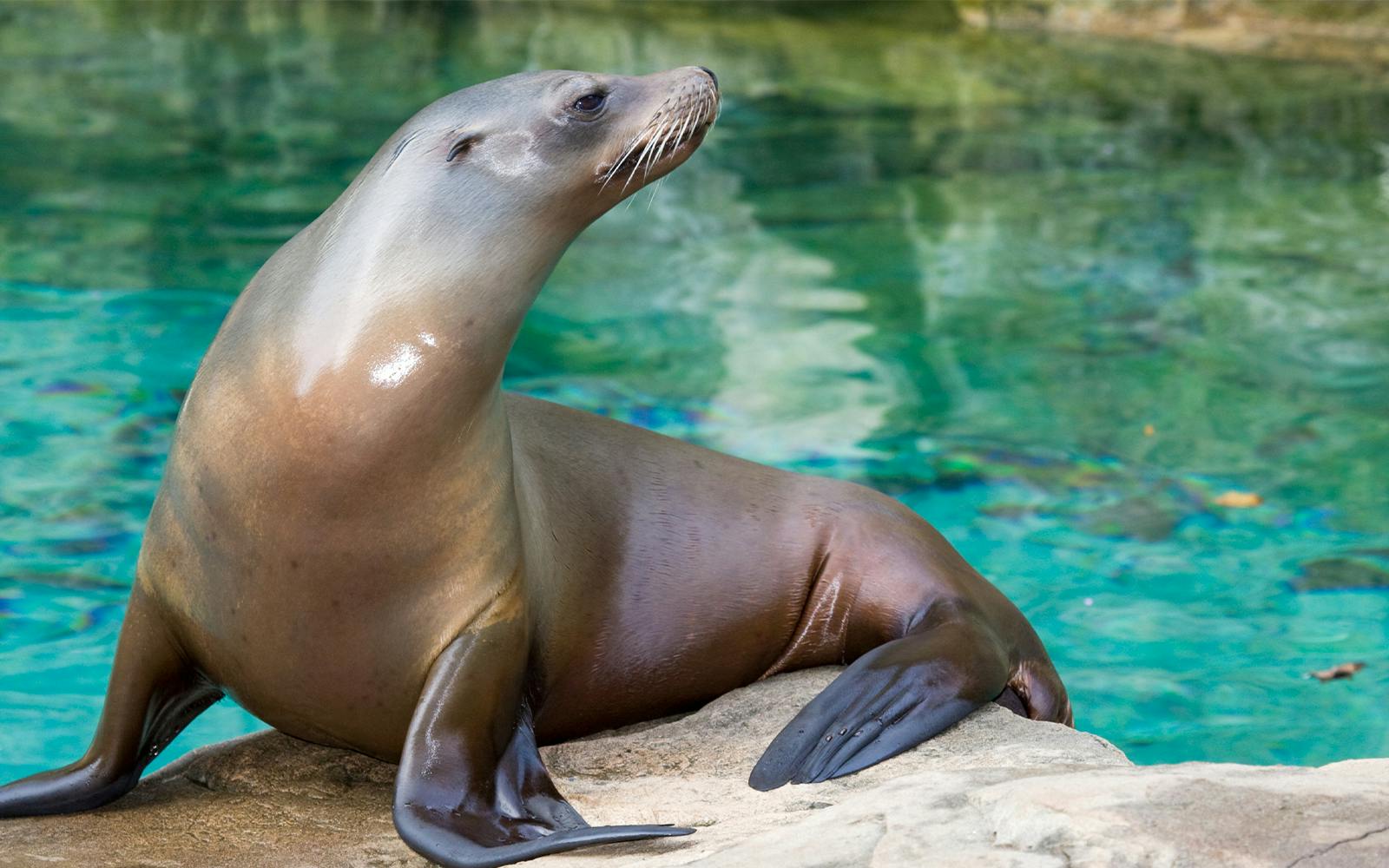 Sea Lion Encounter with Aquaventure Waterpark Tickets