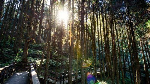 Alishan National Scenic Area Day Tour from Taichung Day Tours