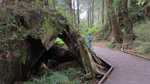 Alishan & Fenchihu Day Tour from Taichung Day Tours