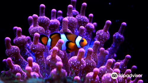 Aquarium of Lyon
