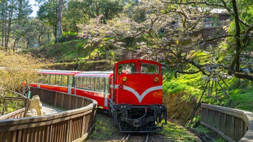 Alishan National Scenic Area Day Tour from Taichung Day Tours