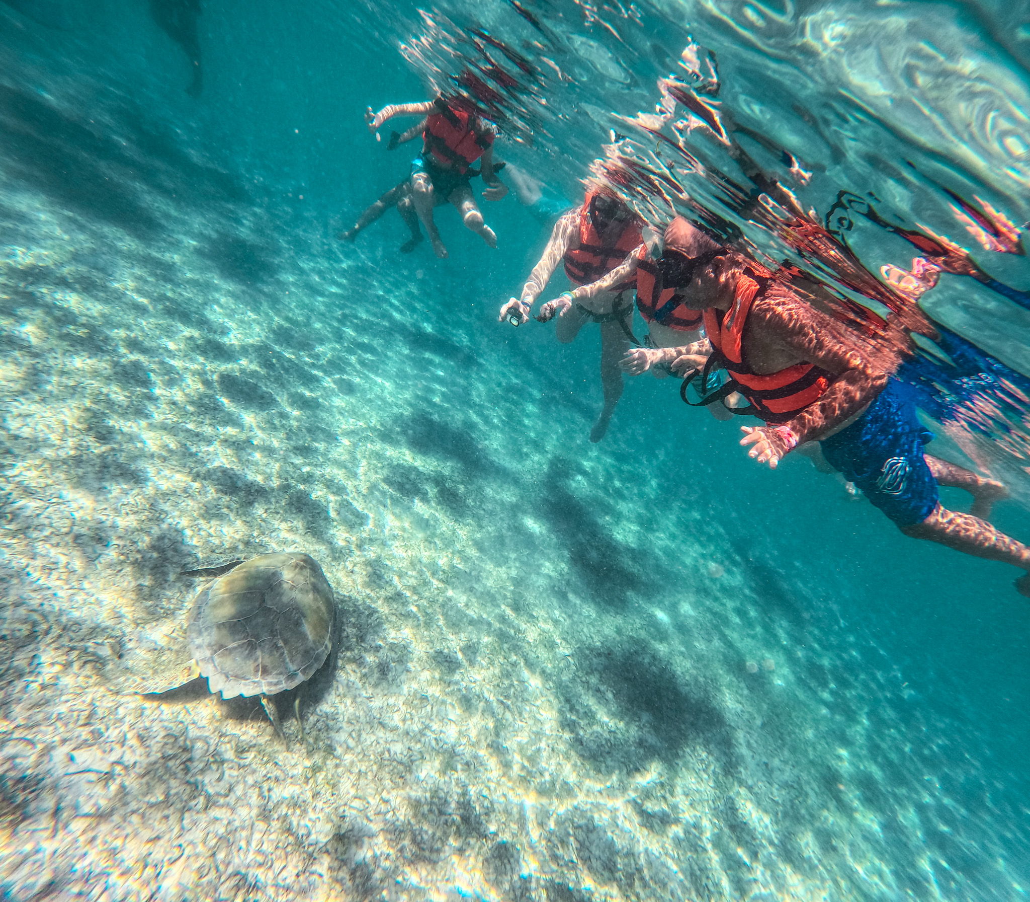 Akumal Turtles Swim Tour