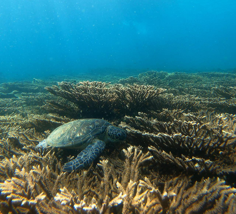 From Dubai: Fujairah Sea Turtles Snorkeling Tour with Lunch