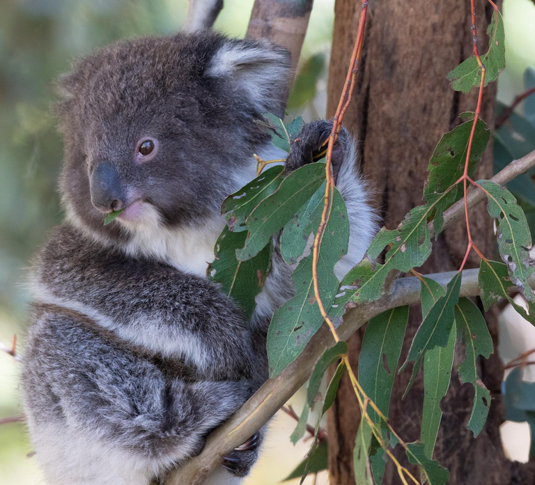 Koalas, Kangaroos and Lyrebirds
