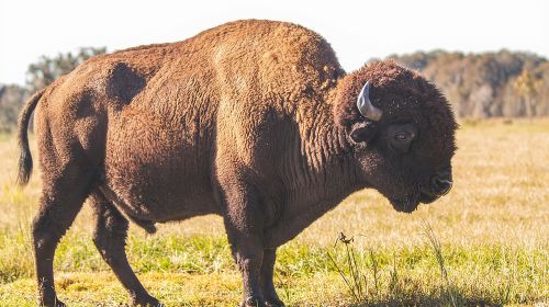 Wild Florida Drive-Thru Safari and Gator Park Admission Day Tours