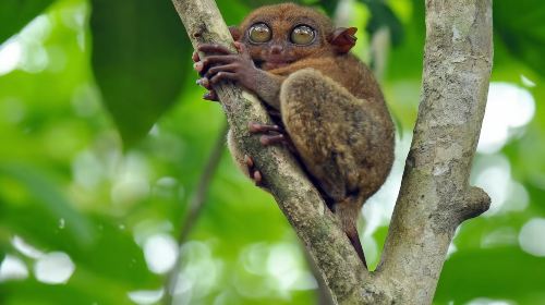 Bohol Island Dolphin Watching & Balicasag Island Snorkeling & Loboc River & Chocolate Hills & Tarsier & Butterfly Garden