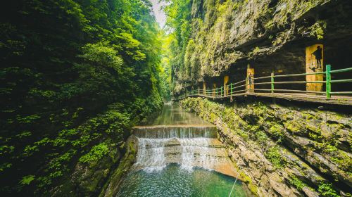 Chongqing Jinfo Mountain: Exploring Ancient Forests and Rare Plants