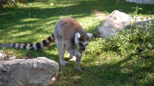 Zoo De La Barben