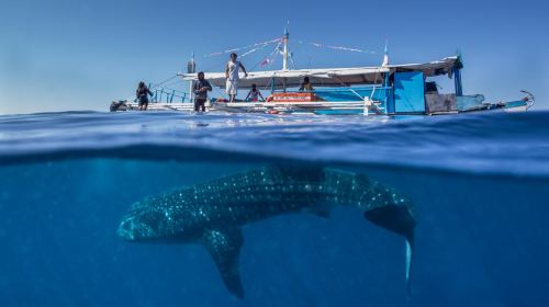 1-day tour to Oslob whale sharks + Kawasan Falls canyoneering in Cebu, Philippines