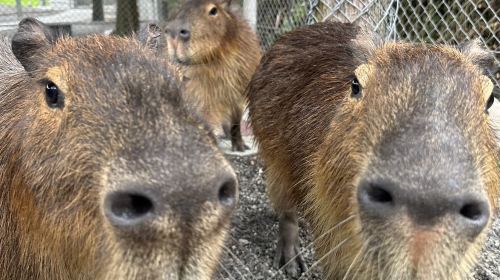 Yilan Deer Papa Farm