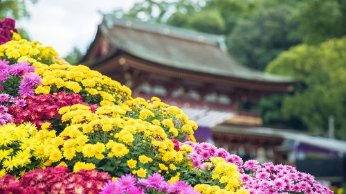 Kyushu Hot Spring Hidden Gems Tour | Beppu + Yufuin Healing Day Trip