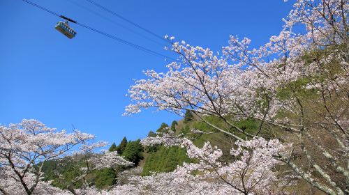 1-day tour to Beppu cable car: Dazaifu Tenmangu Shrine, Yufuin, Lake Kinrin and flower village Day Tours