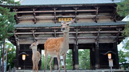 Nara Tōdai-ji, Mount Wakakusa, Kohfukuji Temple and Kasugataisha Shrine sightseeing bus