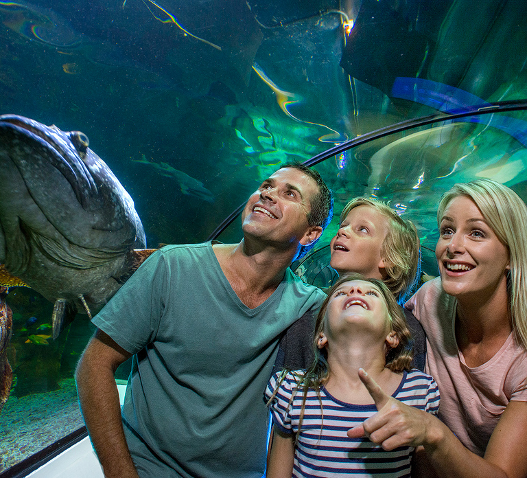Sunshine Coast: SEA LIFE Sunshine Coast Entry Ticket