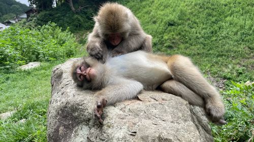 Green Season Snow Monkeys: Baby Monkeys & Scenic Forest Walk Day Tours