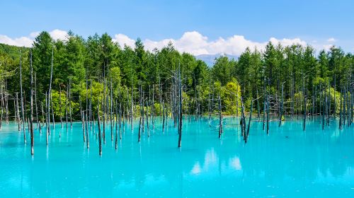 1-Day Flower Viewing Tour from Sapporo: Biei, Shikisai-no-Oka & Shirogane Blue Pond