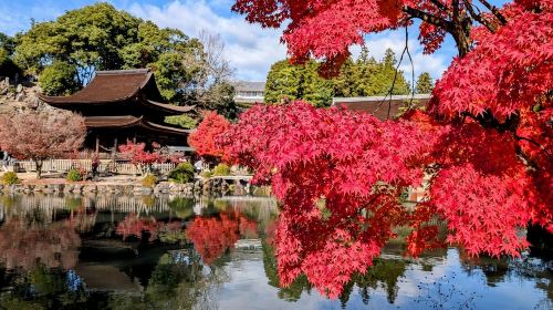 Fall exclusive for 1-person group|Eihouji Temple + Korankei Gorge + Shikizakura 1-day Tour|Nagoya round-trip Day Tours