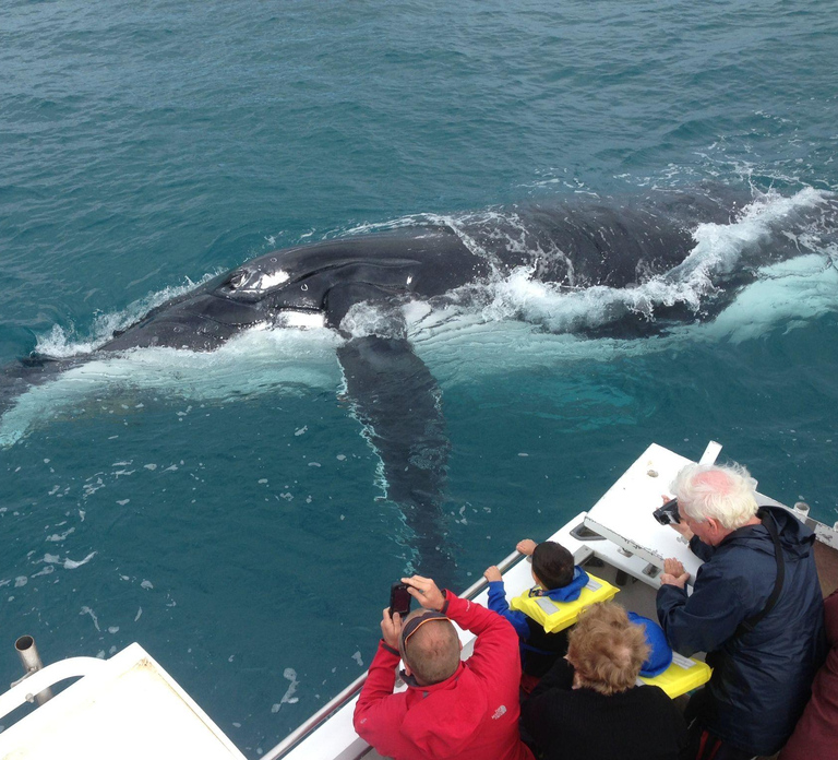 Kalbarri Whale Watching Tour