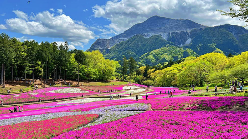 Small group of 9 - 1-day tour to Tokyo Fuji Shibazakura with optional hotel transfer + Chinese/English service Day Tours