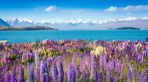South Island Bus Tour from Christchurch - Christchurch to Mount Cook to Queenstown