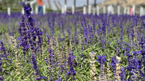 Gaomei Wetlands & Zhongshe Flower Market Tour with Free Bubble Tea Day Tours