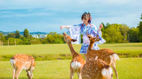 1-day tour to Arashiyama & Katsuo-ji in Kyoto, Japan with Chinese-speaking guide
