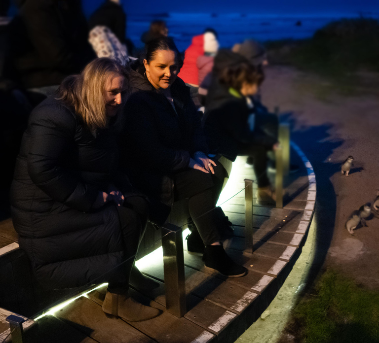 Penguin Parade: General Viewing Ticket
