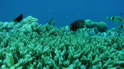 West Marine-Underwater Sightseeing Tour