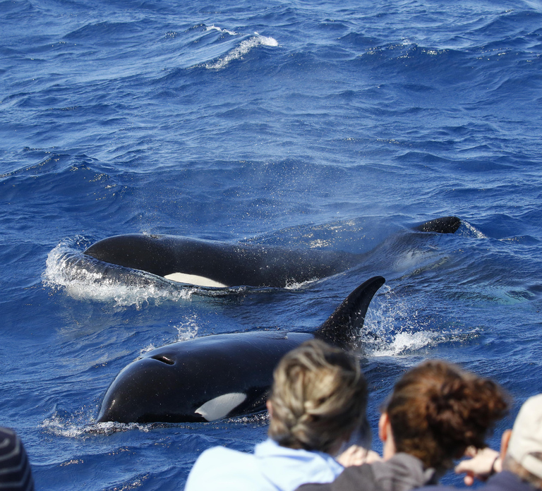 Bremer Bay: Bremer Canyon Killer Whale Expedition