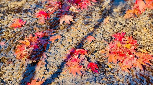 Osaka: Experience the Stunning Autumn Leaves in Full Color! Day Tours