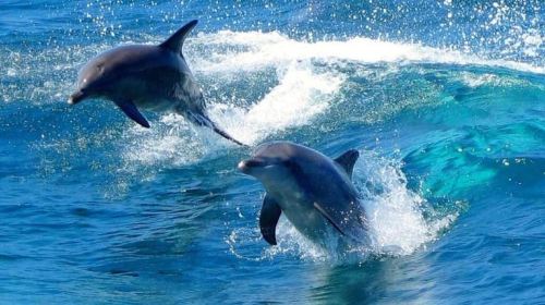 Port Stephens Experience + Sydney Hop-on-Hop-off Bus Ticket Day Tours