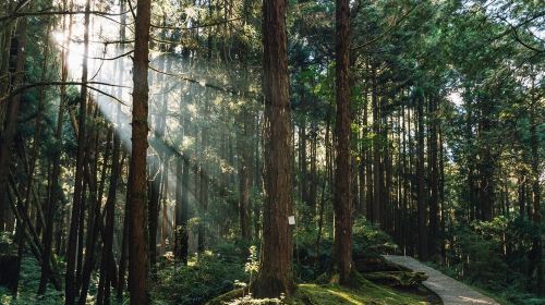 Alishan National Scenic Area Day Tour from Taichung Day Tours