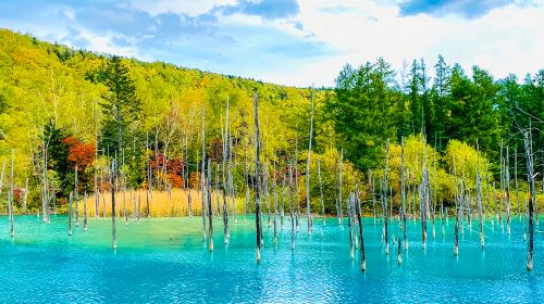 Furano 1-Day Tour: Patchwork Road, Shirogane Blue Pond & Farm Tomita