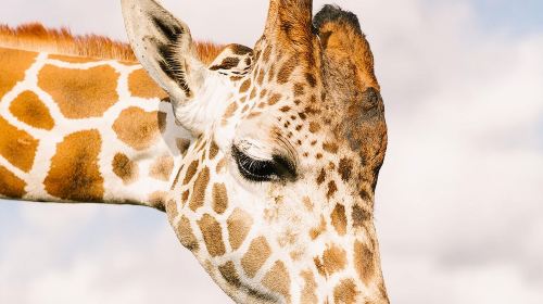 Wild Florida Drive-Thru Safari and Gator Park Admission Day Tours
