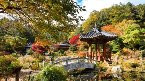 Nami Island + Gangchon Railbike + The Garden of Morning Calm One Day Tour