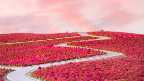 Ibaraki Ashikaga Flower Park Japan Light Show + Nakaminato Fish Market + Kamiiso no Torii 1-day tour