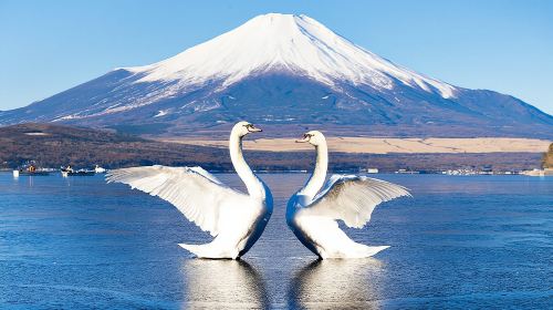 Small group of 9 - 1-day tour to Tokyo Fuji Shibazakura with optional hotel transfer + Chinese/English service Day Tours