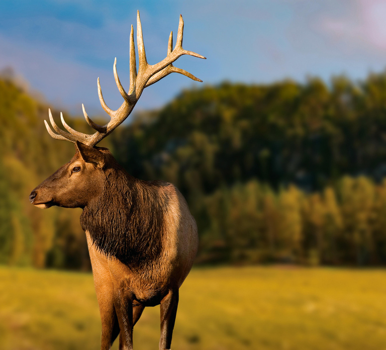 Montebello, QC: General Admission to Parc Omega
